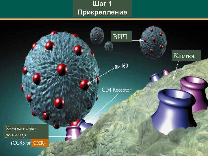 Шаг 1 Прикрепление ВИЧ Клетка Хемокиновый рецептор CXR 4 