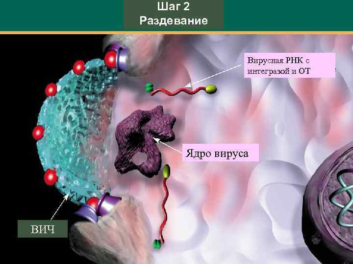 Шаг 2 Раздевание Вирусная РНК с интегразой и ОТ Ядро вируса ВИЧ 