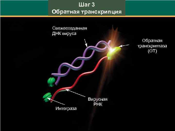 Шаг 3 Обратная транскрипция Свежесозданная ДНК вируса Обратная транскриптаза (ОТ) Интеграза Вирусная РНК 