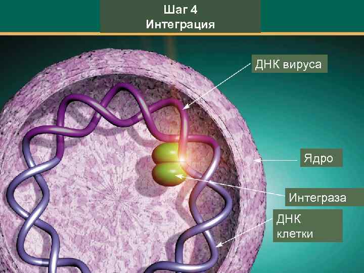 Шаг 4 Интеграция ДНК вируса Ядро Интеграза ДНК клетки 