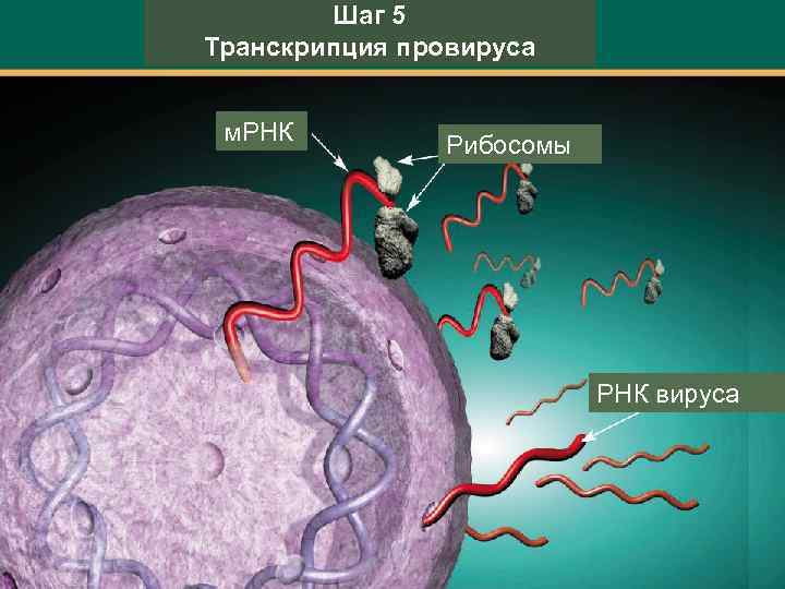 Шаг 5 Транскрипция провируса м. РНК Рибосомы РНК вируса 