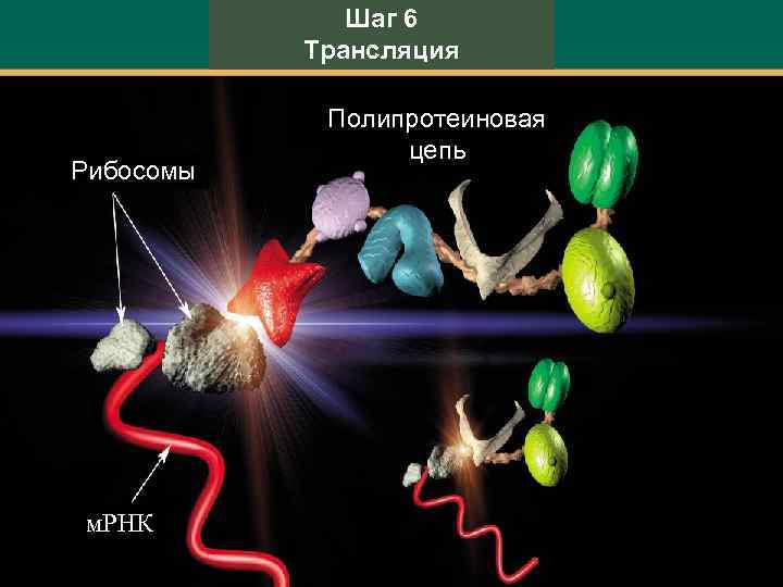Шаг 6 Трансляция Рибосомы м. РНК Полипротеиновая цепь 