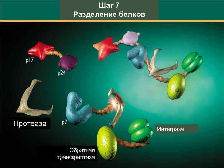 Шаг 7 Разделение белков Протеаза Интеграза Обратная транскриптаза 
