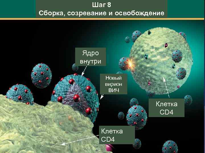 Шаг 8 Сборка, созревание и освобождение Ядро внутри Новый вирион ВИЧ Клетка CD 4