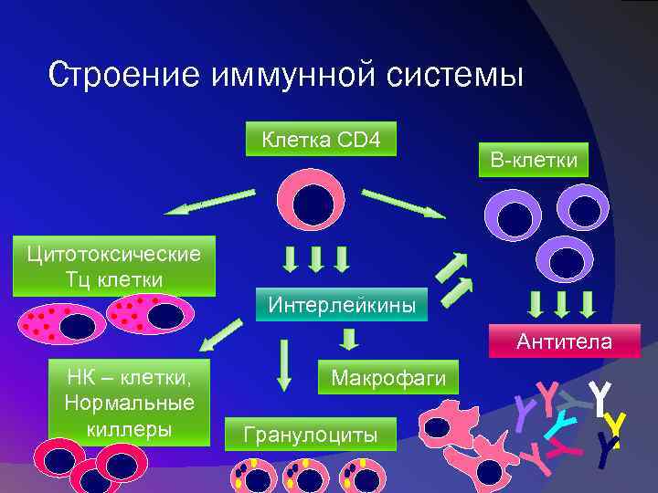 Строение иммунной системы Клетка CD 4 В-клетки Цитотоксические Тц клетки Интерлейкины Антитела НК –