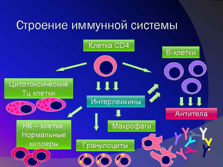 Строение иммунной системы Клетка CD 4 В-клетки Цитотоксические Тц клетки Интерлейкины Антитела НК –