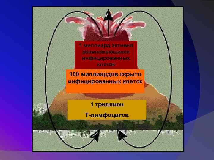 1 миллиард активно размножающихся инфицированных клеток 100 миллиардов скрыто инфицированных клеток 1 триллион Т-лимфоцитов