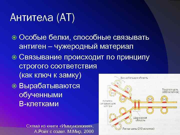 В организме человека антитела вырабатывают. Белки антитела. Антитела это особые белки. Антитела связывают антигены. Белки иммунной системы.