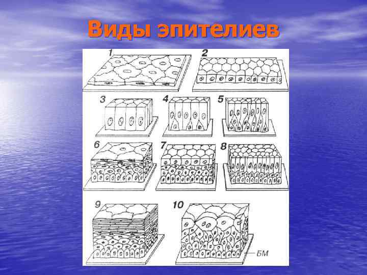 Виды эпителиев 
