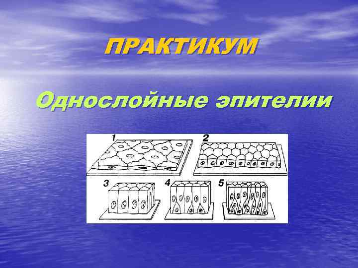 ПРАКТИКУМ Однослойные эпителии 