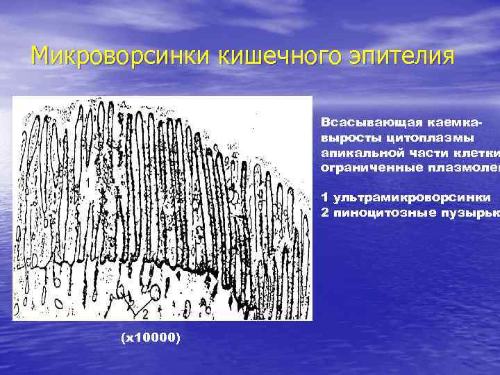 Микроворсинки кишечного эпителия Всасывающая каемкавыросты цитоплазмы апикальной части клетки ограниченные плазмолем 1 ультрамикроворсинки 2