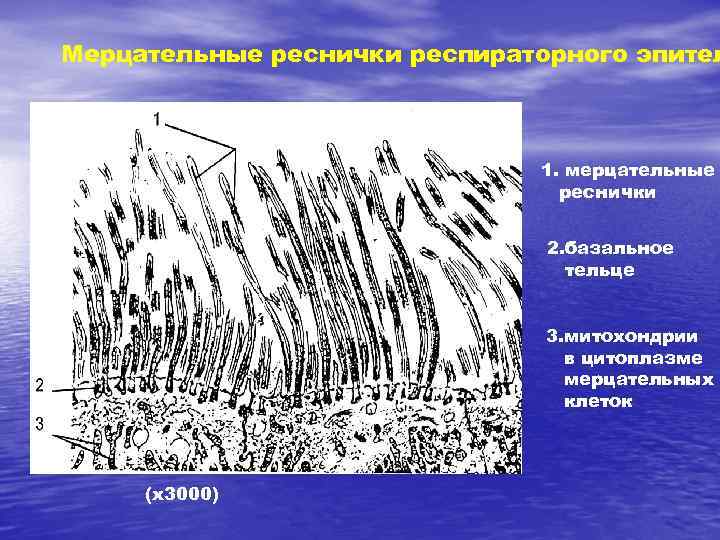 Мерцательные реснички респираторного эпител 1. мерцательные реснички 2. базальное тельце 3. митохондрии в цитоплазме