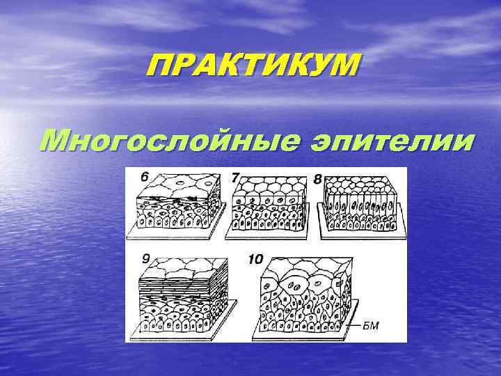 ПРАКТИКУМ Многослойные эпителии 