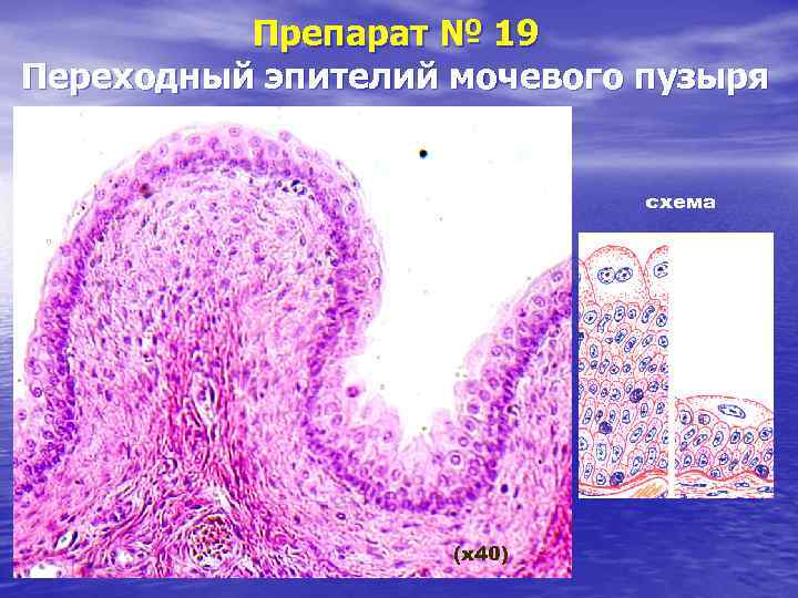 Препарат № 19 Переходный эпителий мочевого пузыря схема (х40) 