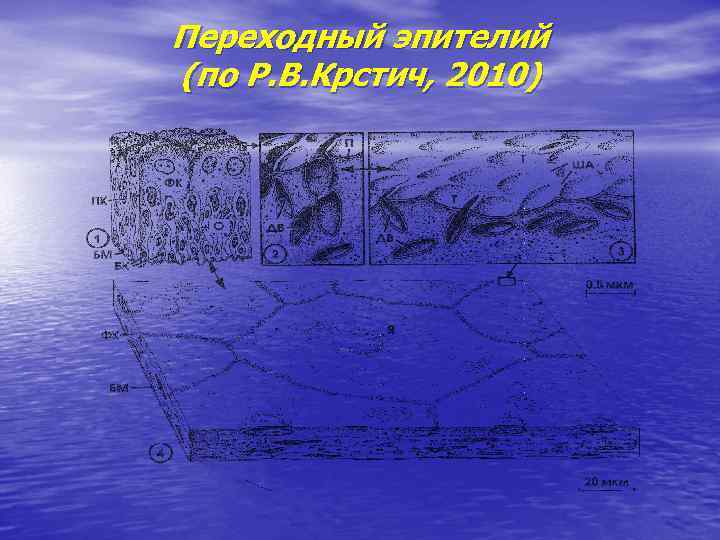 Переходный эпителий (по Р. В. Крстич, 2010) 