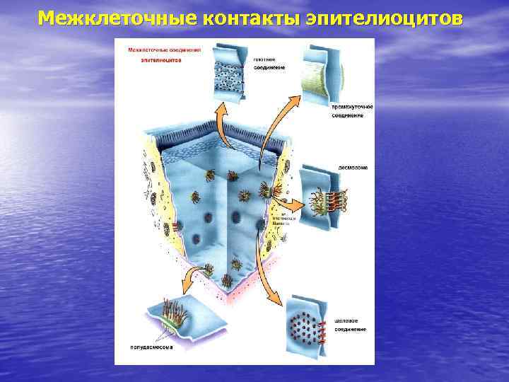 Межклеточные контакты эпителиоцитов 