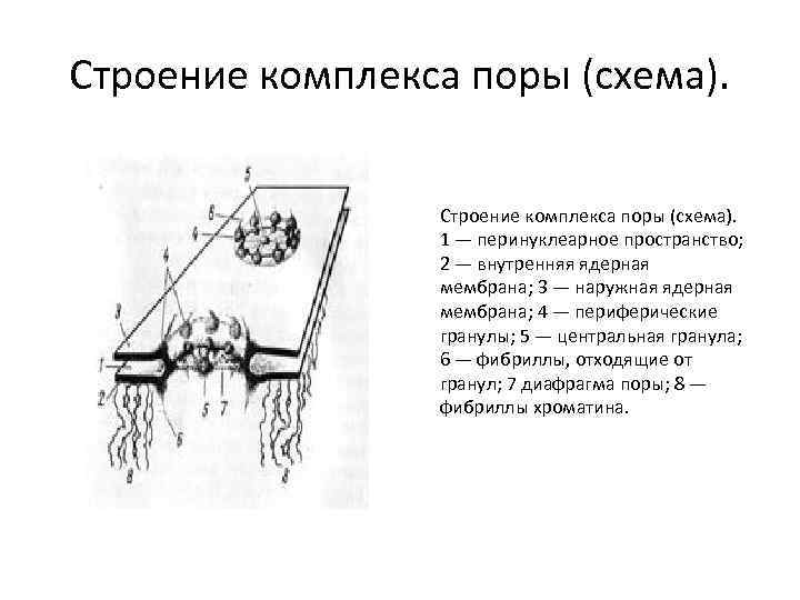 Комплекс ядра. Схема поровый комплекс ядерной оболочки. Строение порового комплекса. Комплекс ядерной поры строение. Комплекс ядерной поры кариолемма.