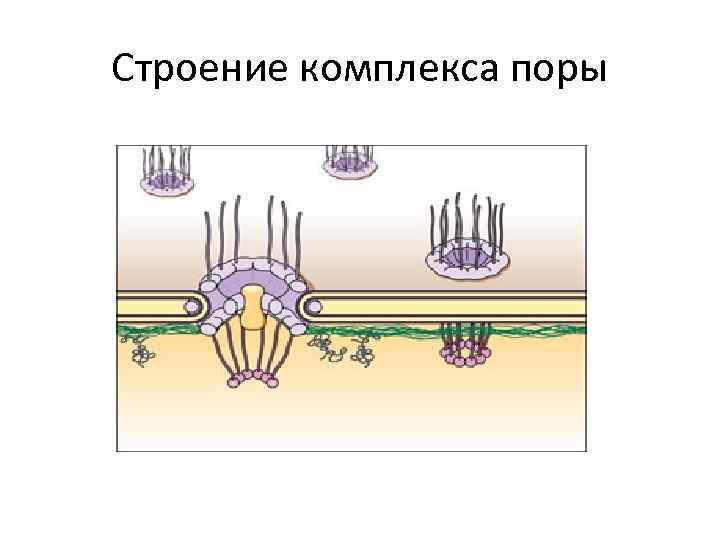 Строение комплекса поры 