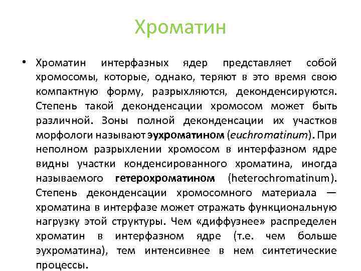 Хроматин • Хроматин интерфазных ядер представляет собой хромосомы, которые, однако, теряют в это время