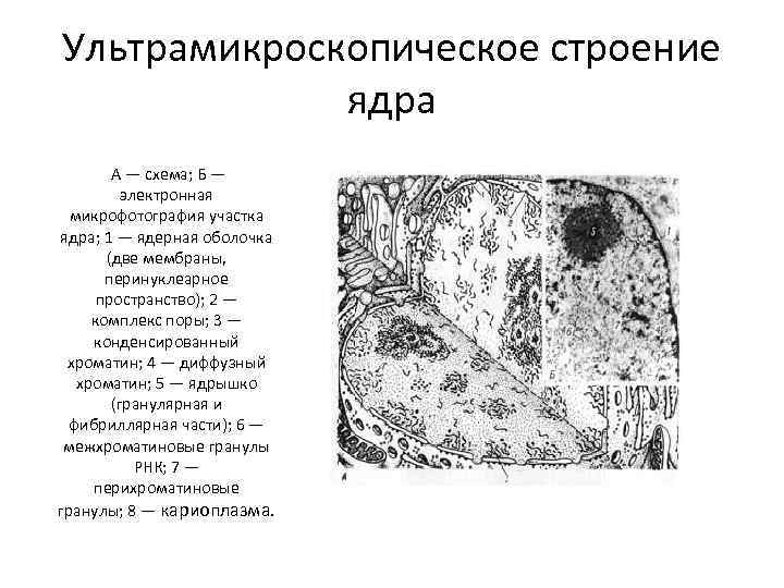 Ультрамикроскопическое строение ядра А — схема; Б — электронная микрофотография участка ядра; 1 —