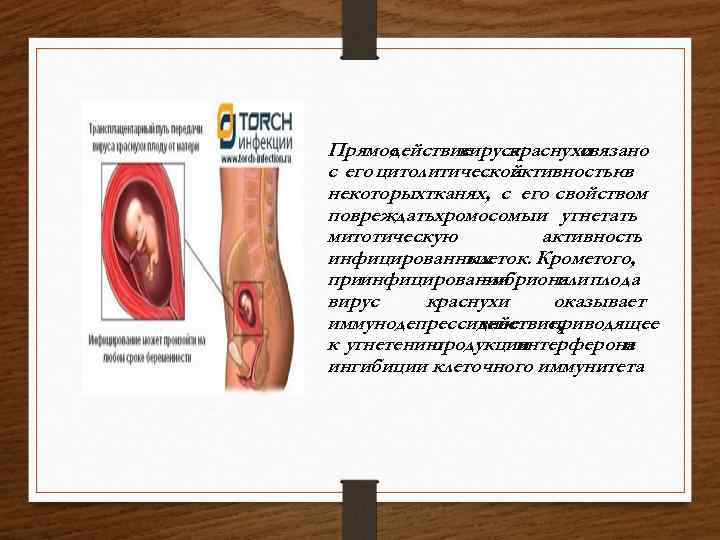 Прямое действие вируса краснухи связано с его цитолитической активностью в некоторыхтканях, с его свойством