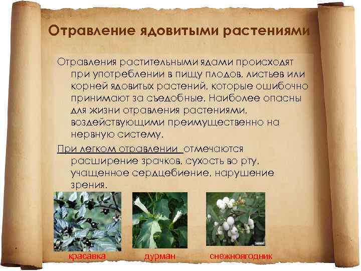 Отравление ядовитыми растениями Отравления растительными ядами происходят при употреблении в пищу плодов, листьев или