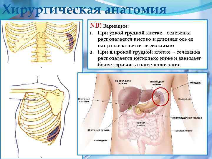 Хирургическая анатомия NB! Вариации: 1. При узкой грудной клетке - селезенка располагается высоко и