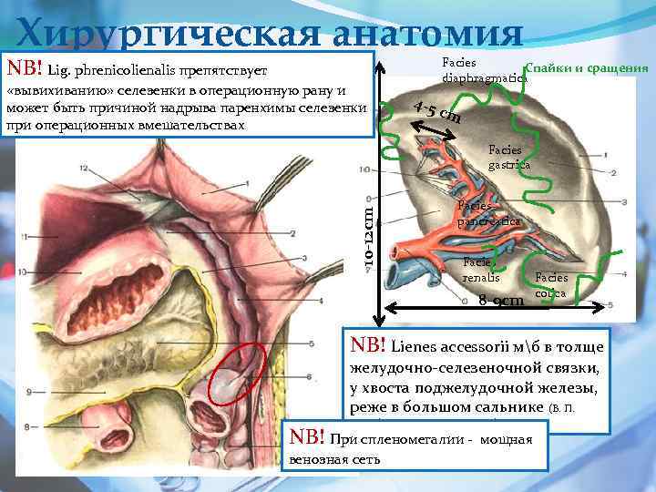 Хирургическая анатомия. Хирургическая анатомия селезенки. Связки селезенки анатомия. Топография и связки селезенки.