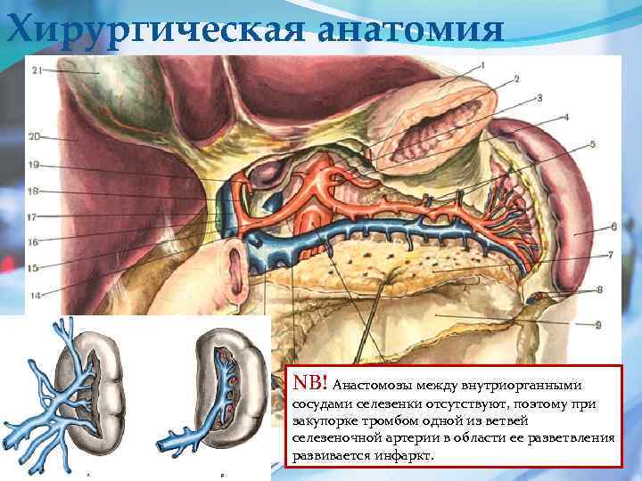 Хирургическая анатомия