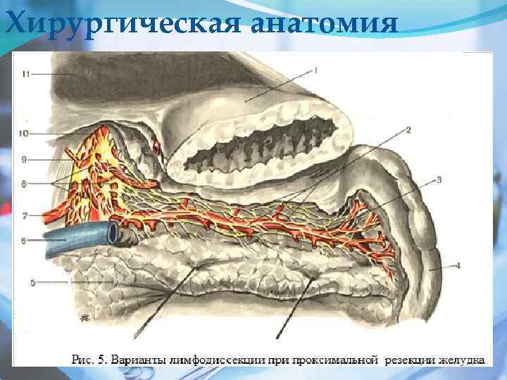 Хирургическая анатомия 