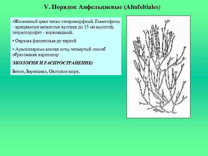 V. Порядок Анфельциевые (Ahnfeltiales) • Жизненный цикл четко гетероморфный. Гаметофиты - хрящеватые ветвистые кустики