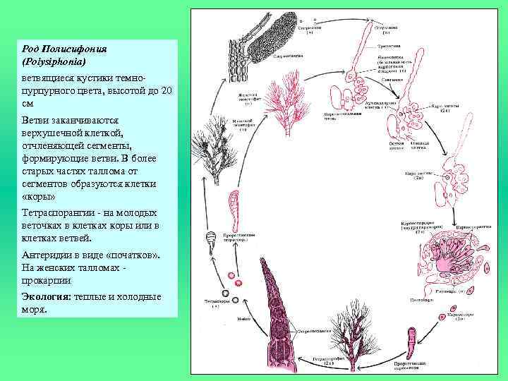 Род Полисифония (Polysiphonia) ветвящиеся кустики темнопурпурного цвета, высотой до 20 см Ветви заканчиваются верхушечной