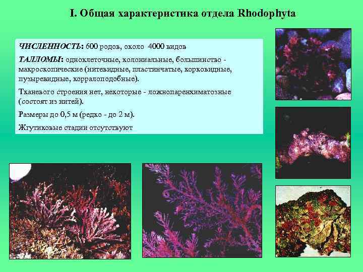 I. Общая характеристика отдела Rhodophyta ЧИСЛЕННОСТЬ: 600 родов, около 4000 видов ТАЛЛОМЫ: одноклеточные, колониальные,