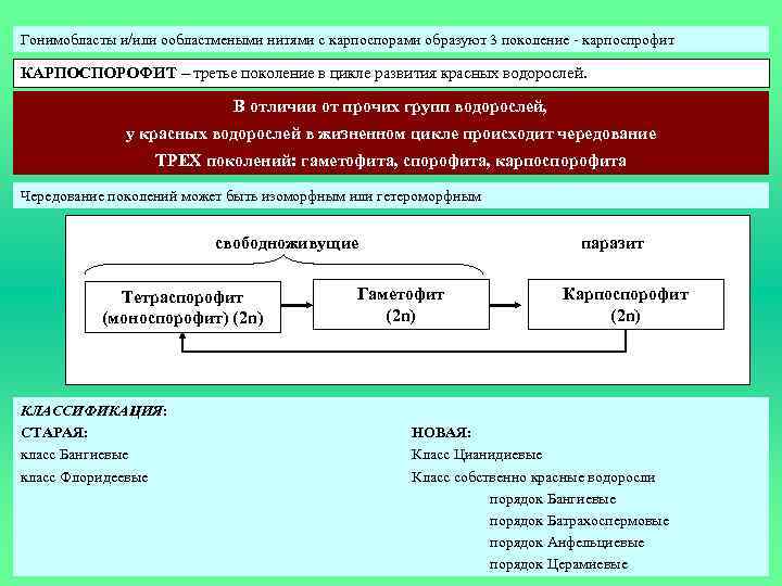 Гонимобласты и/или ообластмеными нитями с карпоспорами образуют 3 поколение - карпоспрофит КАРПОСПОРОФИТ – третье