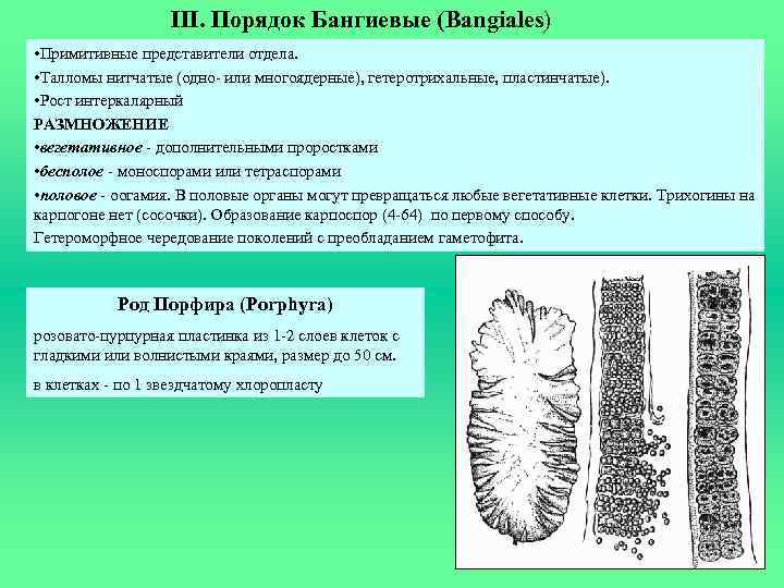 III. Порядок Бангиевые (Bangiales) • Примитивные представители отдела. • Талломы нитчатые (одно- или многоядерные),