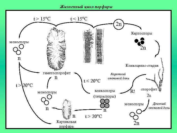 Жизненный цикл порфиры t > 15°C t < 15°C 2 n Карпоспоры моноспоры 2