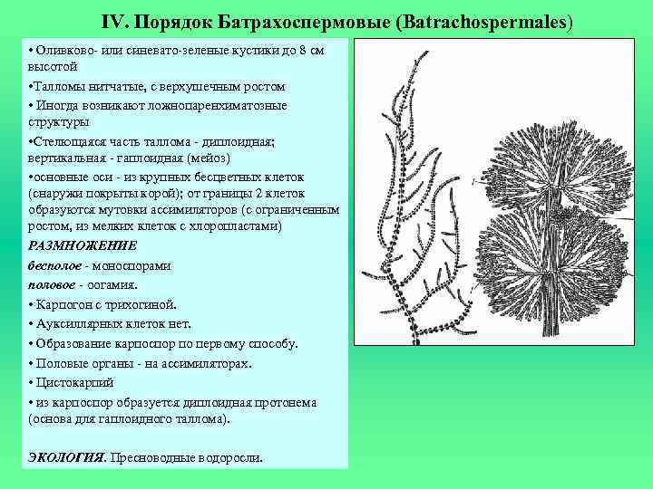 IV. Порядок Батрахоспермовые (Batrachospermales) • Оливково- или синевато-зеленые кустики до 8 см высотой •