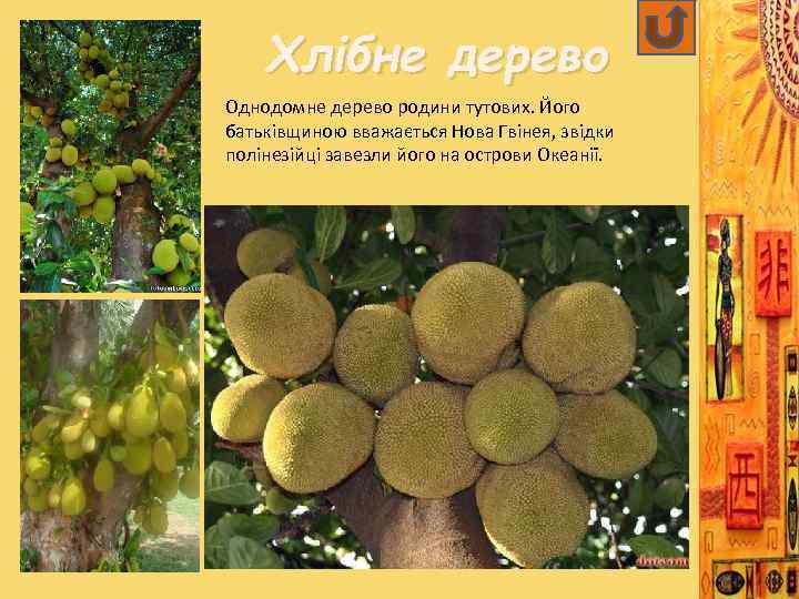 Хлібне дерево Однодомне дерево родини тутових. Його батьківщиною вважається Нова Гвінея, звідки полінезійці завезли