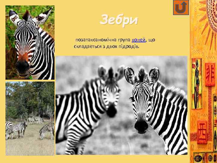 Зебри позатаксаномічна група коней, що складається з двох підродів. 