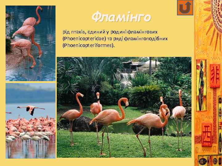 Фламінго рід птахів, єдиний у родині фламінгових (Phoenicopteridae) та ряді фламінгоподібних (Phoenicopteriformes). 