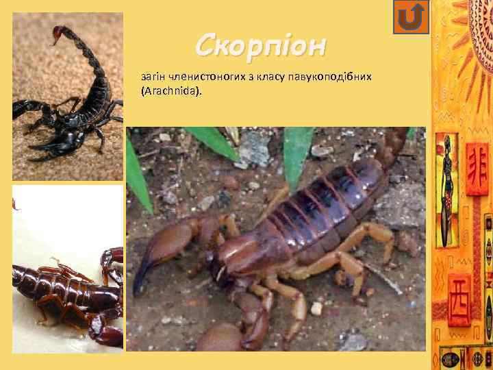 Скорпіон загін членистоногих з класу павукоподібних (Arachnida). 