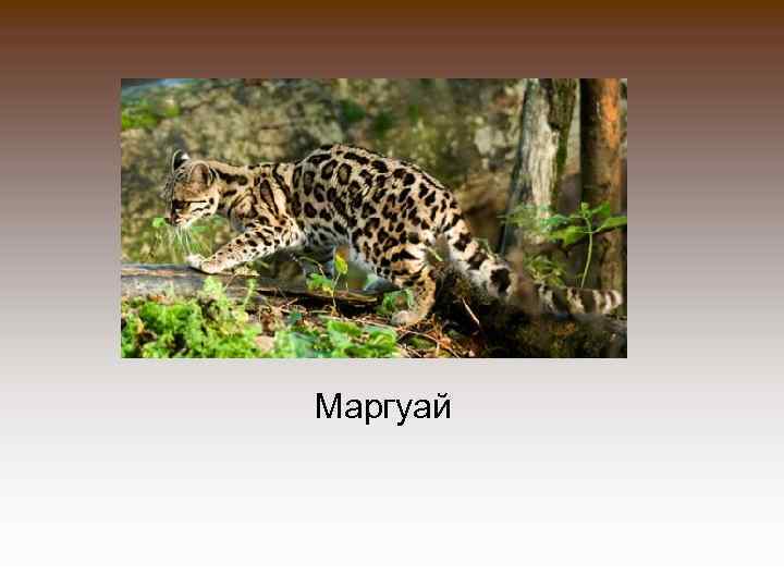 Маргуай 