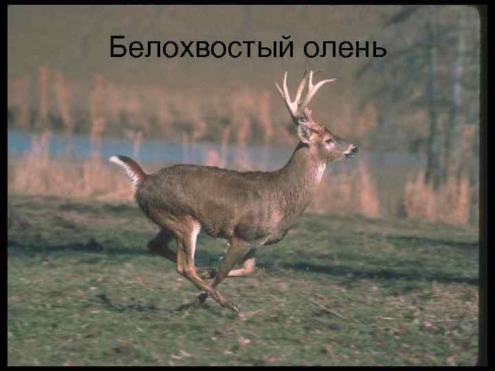 Белохвостый олень 