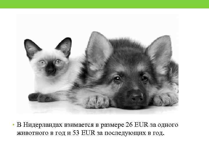  • В Нидерландах взимается в размере 26 EUR за одного животного в год