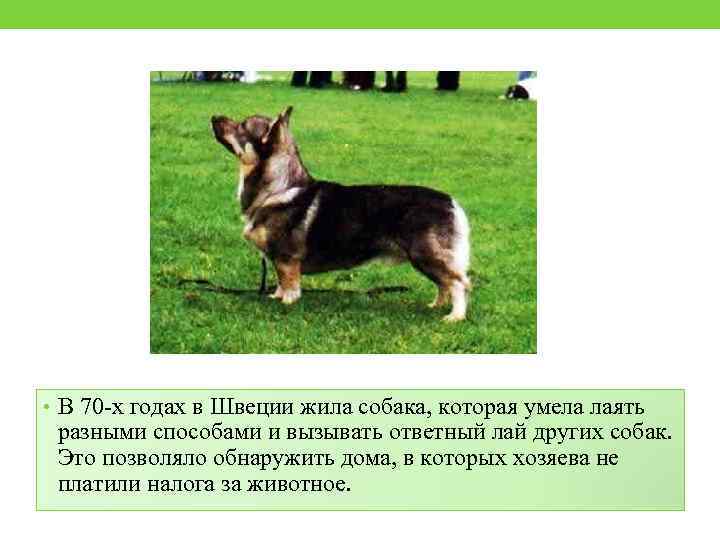  • В 70 -х годах в Швеции жила собака, которая умела лаять разными
