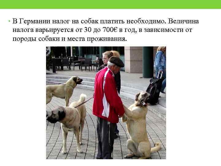  • В Германии налог на собак платить необходимо. Величина налога варьируется от 30