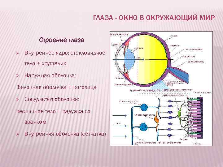 Строение глаза и мозга. Внутреннее ядро глазного яблока функции. • Внутреннее ядро глазного яблока это в анатомии. Внутреннее ядро глазного яблока таблица. Ядро глазного яблока строение и функции.