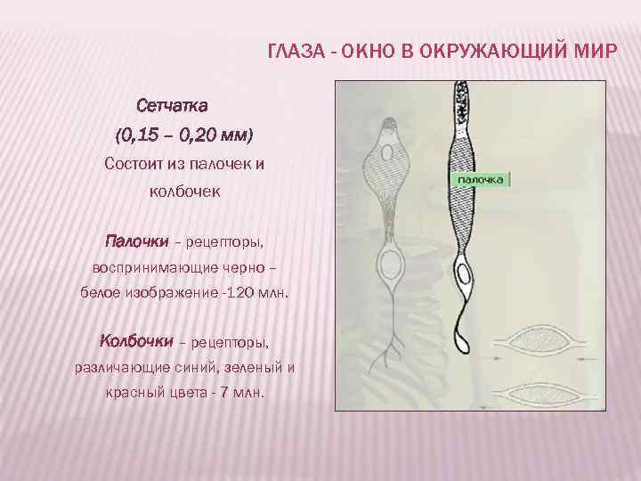 ГЛАЗА - ОКНО В ОКРУЖАЮЩИЙ МИР Сетчатка (0, 15 – 0, 20 мм) Состоит