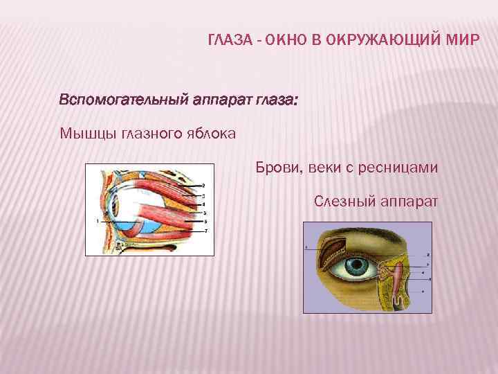 ГЛАЗА - ОКНО В ОКРУЖАЮЩИЙ МИР Вспомогательный аппарат глаза: Мышцы глазного яблока Брови, веки