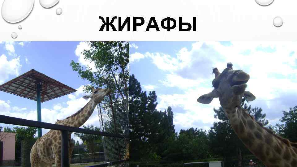 ЖИРАФЫ 